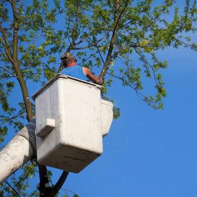 Tree Removal Sacramento