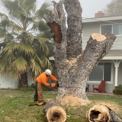 Stump Grinding Sacramento