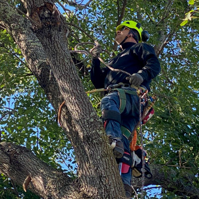 Brush Clean Up Sacramento