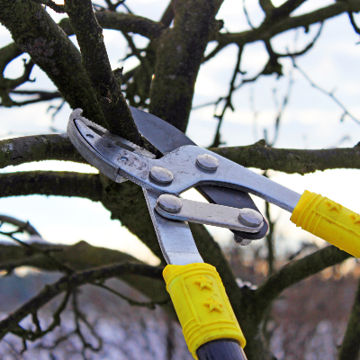 Tree Pruning Sacramento