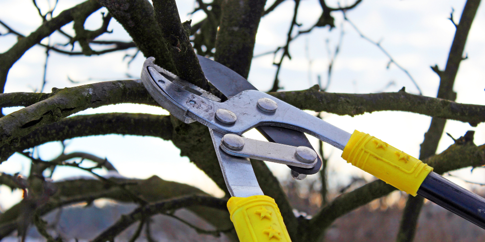 Tree Pruning Services Sacramento