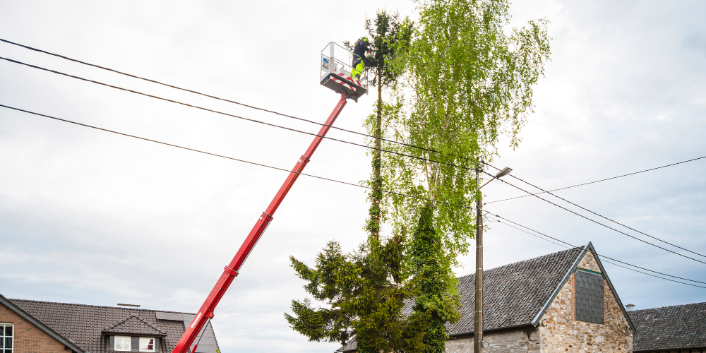 Tree Trimming Services Sacramento